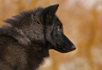 Картинка животные волки профиль черный