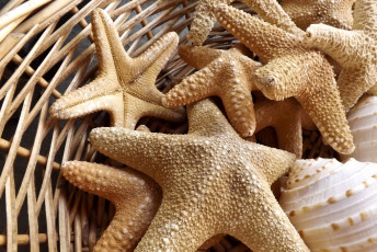 Картинка разное ракушки кораллы декоративные spa камни звезды