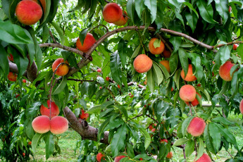 Картинка природа плоды персик сад