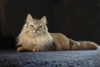Картинка животные коты красава позирование мейн-кун