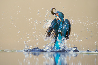 Картинка животные зимородки птица вода брызги улов
