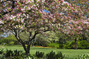 Картинка chicago botanic garden glencoe illinois природа деревья Чикагский ботанический сад гленко иллинойс цветение весна