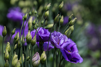 Картинка цветы эустома фиолетовый