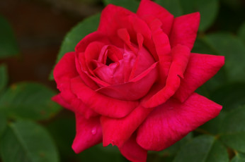 Картинка цветы розы красный королева