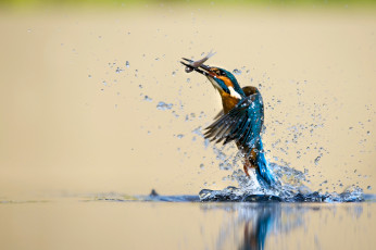 Картинка животные зимородки птица вода брызги улов