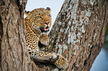Картинка животные леопарды рык дерево