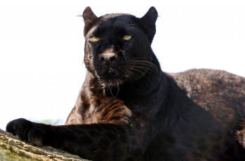 Картинка животные пантеры ягуар черный леопард