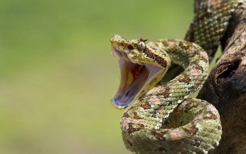 Картинка животные змеи питоны кобры змея угроза пасть