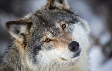 Картинка животные волки портрет красавец