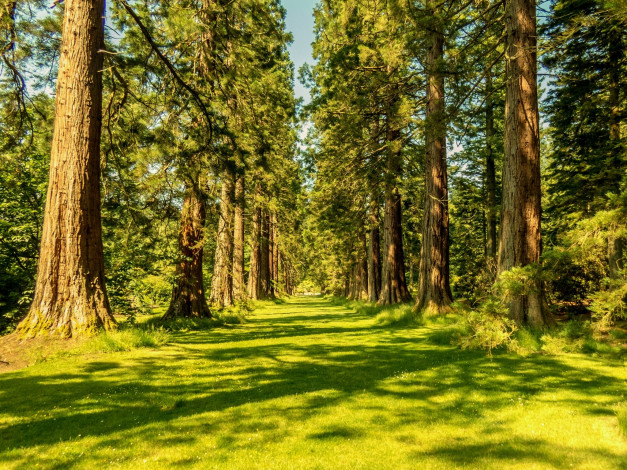 Обои картинки фото avenue, of, giant, redwoods, benmore, botanic, garden, scotland, природа, деревья, аллея, шотландия