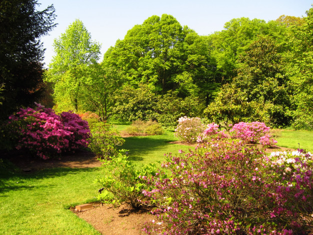 Обои картинки фото azalea, garden, richmond, england, природа, парк, кусты