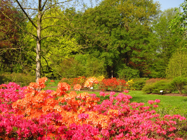 Обои картинки фото azalea, garden, richmond, england, природа, парк, кусты, цветы