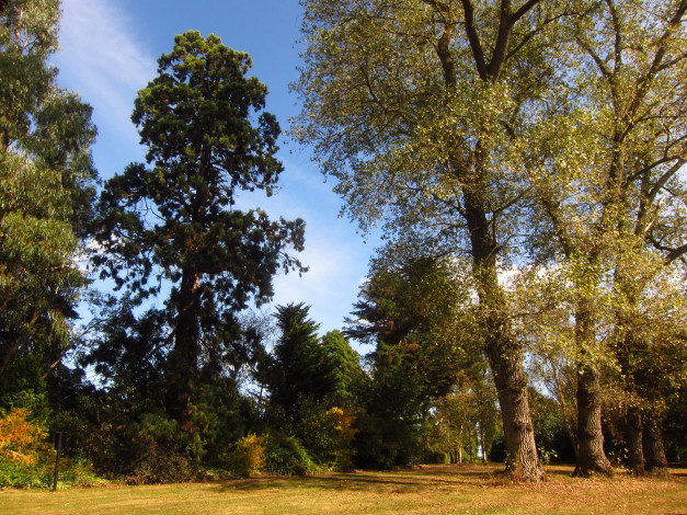 Обои картинки фото beale, arboretum, barnet, england, природа, парк, деревья, лужайка