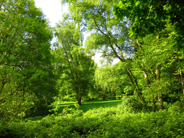Обои картинки фото london, природа, парк, деревья, трава