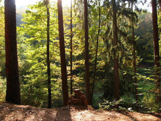 Обои картинки фото marburg, germany, природа, лес, лето