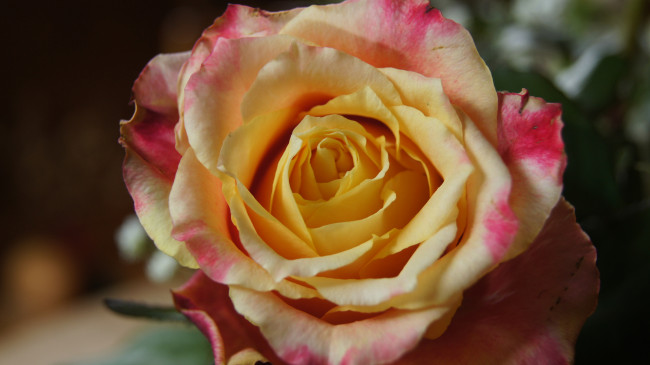 Обои картинки фото цветы, розы, макро, бутон