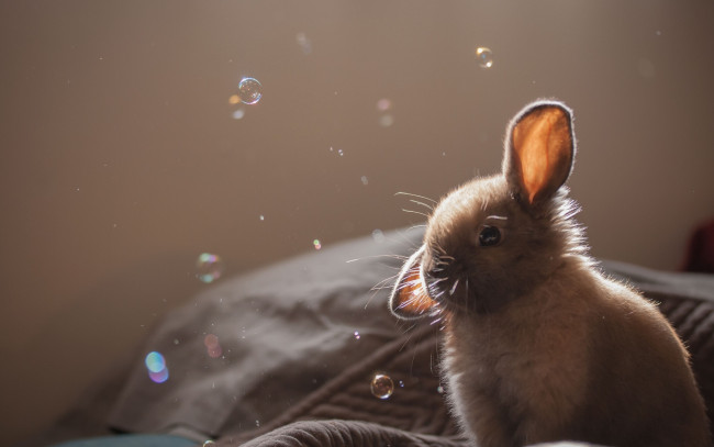 Обои картинки фото животные, кролики, зайцы, кролик, крольчонок, уши, пузыри