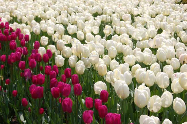Обои картинки фото цветы, тюльпаны, много, разноцветный