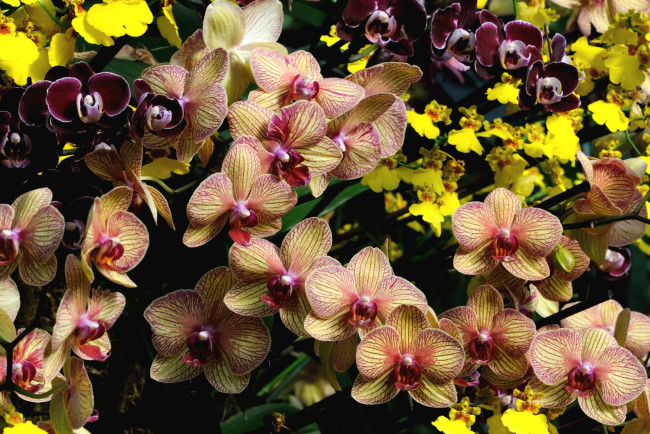 Обои картинки фото цветы, орхидеи, экзотика, много