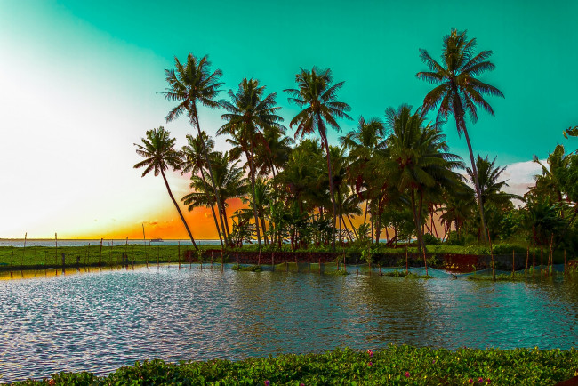 Обои картинки фото kumarakom, lake, kerala, india, природа, тропики, пальмы, индия, озеро, кумараком, закат