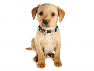 Картинка золотистый+ретривер животные собаки щенок собака золотистый ретривер
