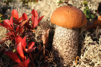 Картинка природа грибы малыш