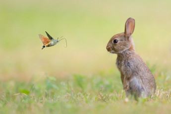 обоя животные, разные вместе, природа, кролик, бабочка