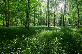 Картинка природа лес цветы деревья свет