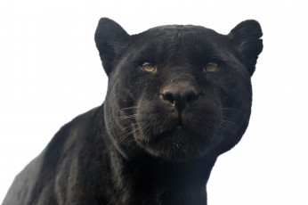 Картинка животные пантеры ягуар