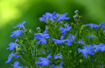 обоя цветы, лобелии, синий