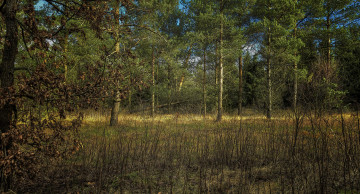 Картинка природа лес трава поросль