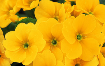 Картинка цветы примулы желтый