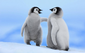 обоя животные, пингвины, снег