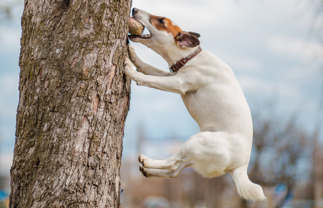 Обои картинки фото животные, собаки, игра, дерево, мячик