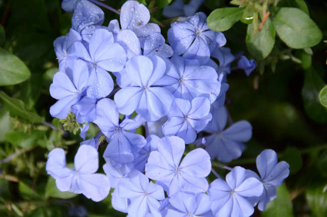 Обои картинки фото цветы, плюмбаго , свинчатка, голубой