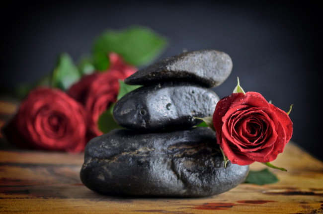 Обои картинки фото цветы, розы, красный, камень