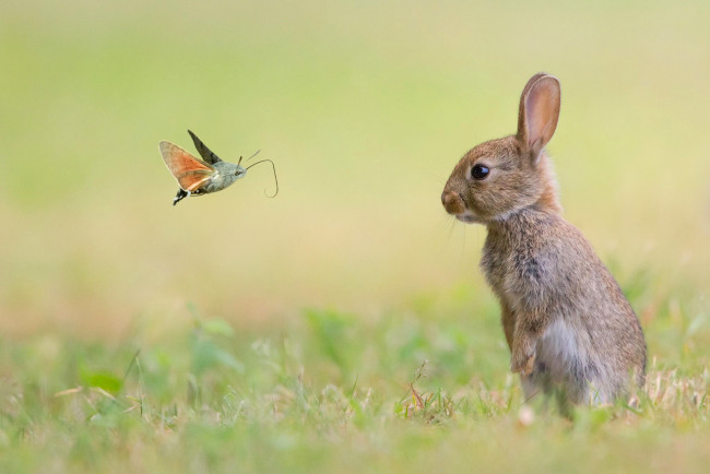 Обои картинки фото животные, разные вместе, природа, кролик, бабочка
