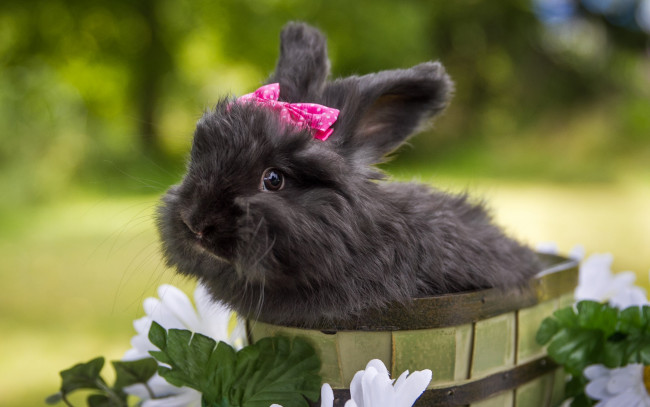 Обои картинки фото животные, кролики,  зайцы, кролик, цветы, чёрный