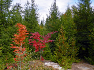 Картинка природа деревья лес осень