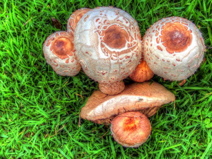 Картинка природа грибы шляпки трава семейка грибная