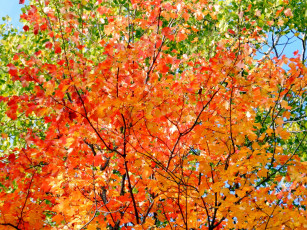 обоя природа, листья, дерево, осень