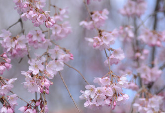 обоя цветы, сакура,  вишня, нежность