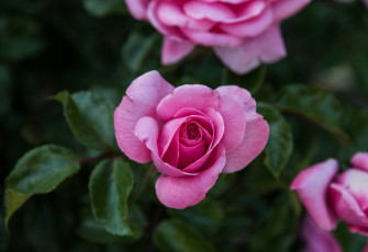 Картинка цветы розы листья лепестки цветение роза розовая