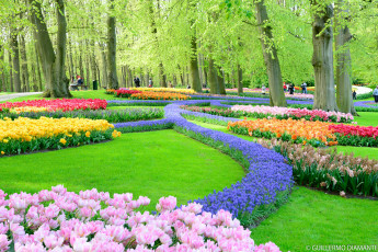 Картинка цветы разные+вместе клумба парк цветение