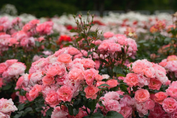 Картинка цветы розы розарий кусты розовый