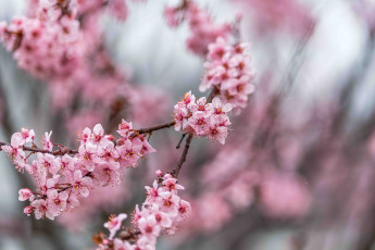 Картинка цветы сакура +вишня ветки
