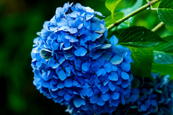 Картинка цветы гортензия splendor petals flowers blue hydrangea пышность лепестки цветки голубая