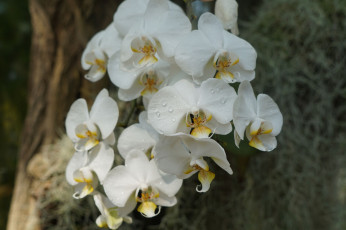 обоя цветы, орхидеи, bloom, petals, orchid, bright, цветение, лепестки, яркая, орхидея