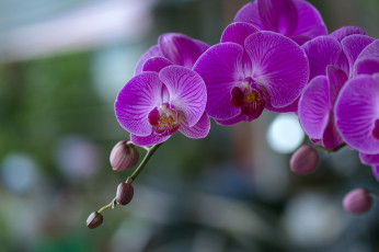 Картинка цветы орхидеи цветение flowers orchids flowering