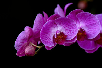 обоя цветы, орхидеи, flowering, flowers, orchids, цветение
